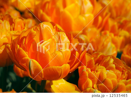 Tulips 12535465