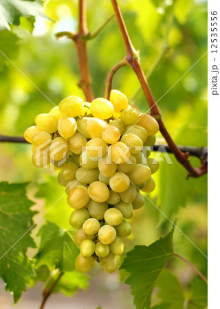 Grapes 12535556