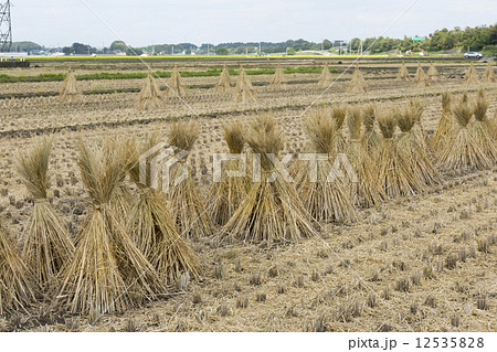 稲刈り後の田んぼの写真素材