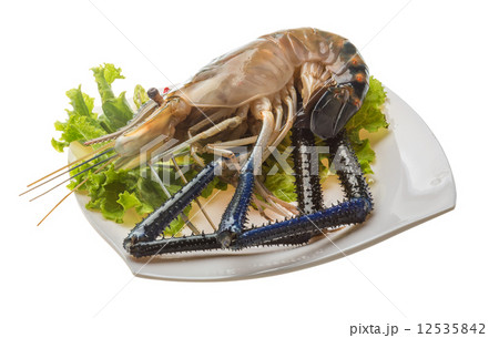 Freshwater prawn 12535842