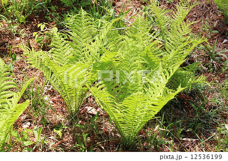 こごみ こごみ 12536199