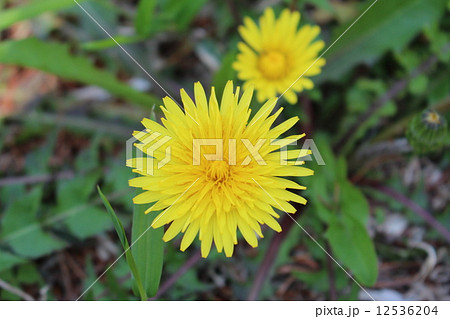 上から見たたんぽぽの写真素材 [12536204] - PIXTA