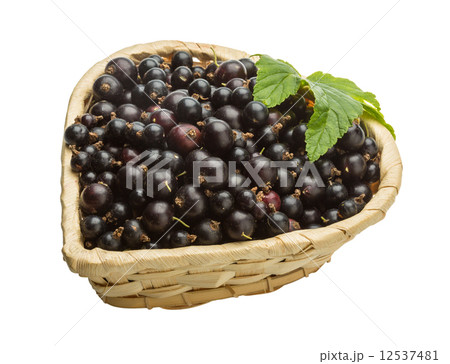 Black currant 12537481