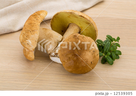 Boletus mushroom 12539305
