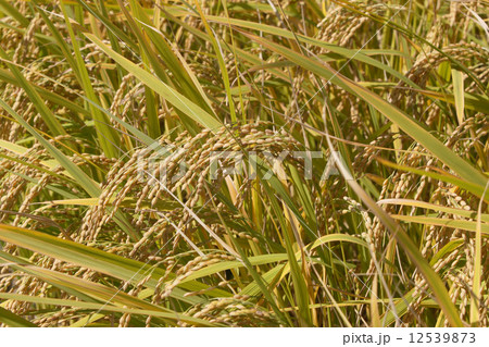稲穂 12539873