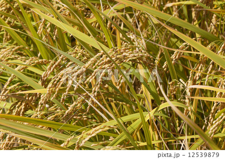 稲穂 稲穂 12539879