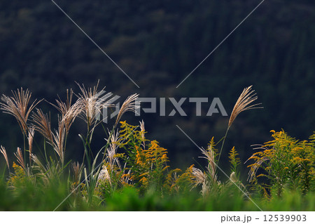 キリン草とススキ 12539903