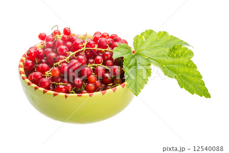 Red currant Red currant 12540088