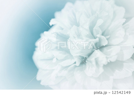 beautiful flowers 12542149