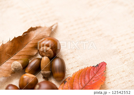 どんぐり　秋　落ち葉　 12542552