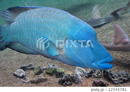 メガネモチノウオ 12545781