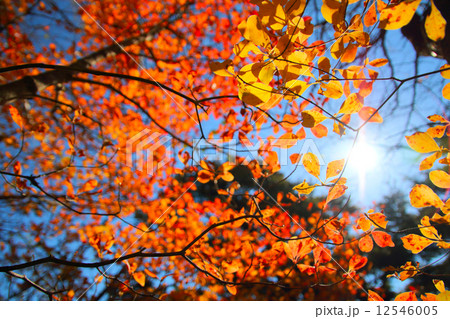 紅葉と太陽 紅葉と太陽 12546005