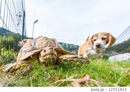 ビーグル犬 ビーグル犬 12551913