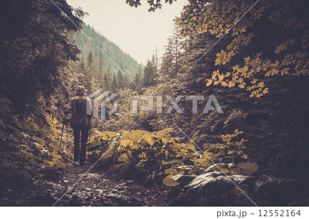 Woman with hiking equipment walking in mountain forest 12552164