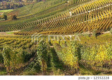 Rows of vineyards in Piedmont, Italy. 12552228