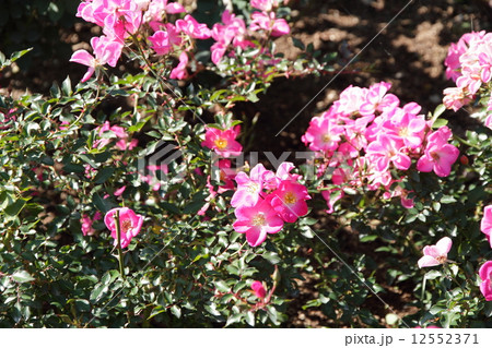 バラの花 クンバヤ バラの花 クンバヤ 12552371