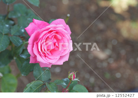 バラの花 ロイヤルサンセット バラの花 ロイヤルサンセット 12552427