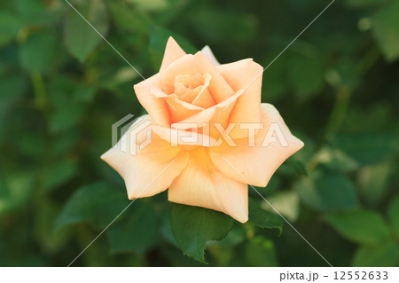 バラの花　アプリコットネクター 12552633
