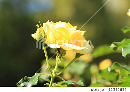 バラの花 ゴールドバニー バラの花 ゴールドバニー 12552635