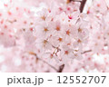 満開の桜 12552707