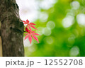 春の赤もみじ 12552708