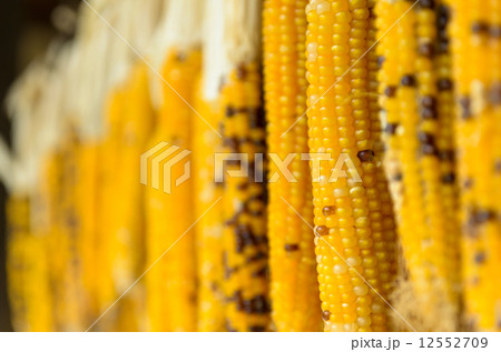 干しとうもろこし 干しとうもろこし 12552709