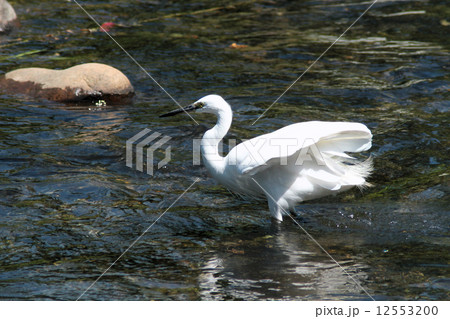 清流とコサギ 清流とコサギ 12553200