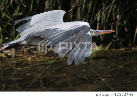 近い近い近い！！ 12553448