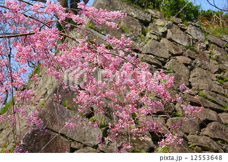 福岡城の桜 12553648