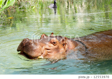 African Hippo Enjoying the Water African Hippo Enjoying the Water 12553970