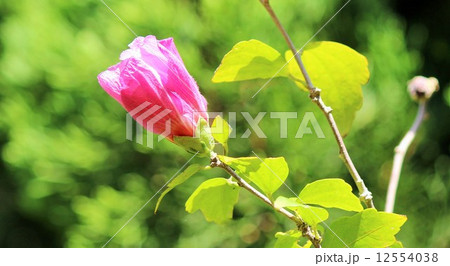 むくげの花 12554038