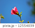 むくげの花 12554039