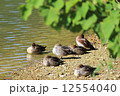 水鳥の日向ぼっこ 12554040