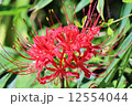 ヒガンバナ 12554044