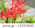 ヒガンバナ 12554045