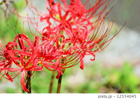 ヒガンバナ 12554045