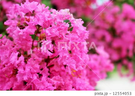 かわいい花 12554053