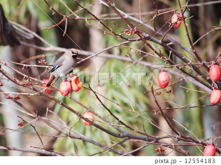 柿とキレンジャク 柿とキレンジャク 12554183
