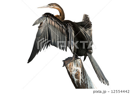 African Darter over branch and white background (side view) African Darter over branch and white background (side view) 12554442
