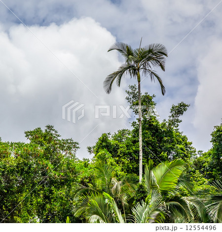 Palm Tree 12554496