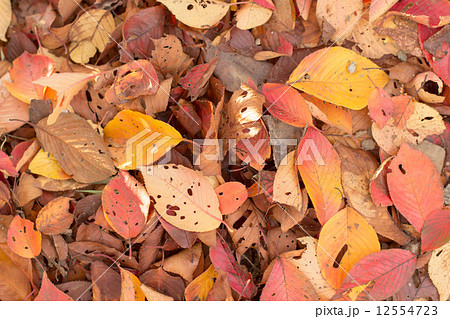 落ち葉　枯れ葉 12554723