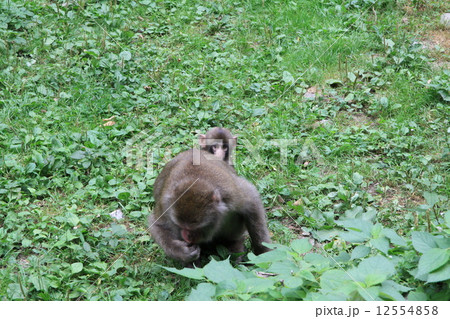 神庭の滝 猿の親子 神庭の滝 猿の親子 12554858