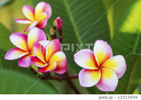 flower 12555049