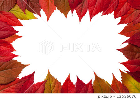 Autumn Leaves 12556076