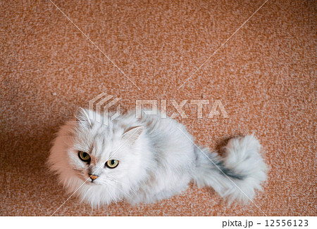 上から見たペルシャ猫 12556123