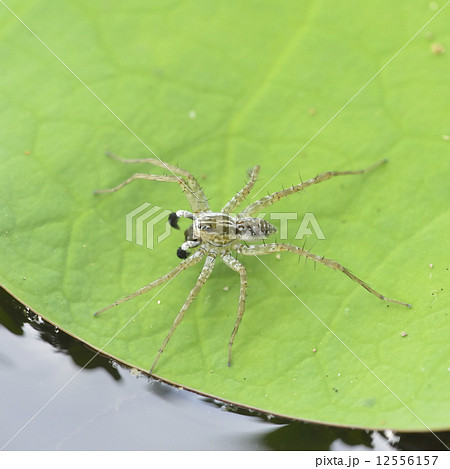 クサグモ 12556157