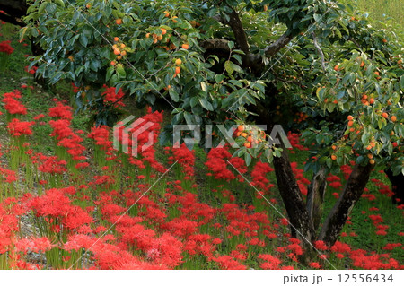 彼岸花と柿 彼岸花と柿 12556434