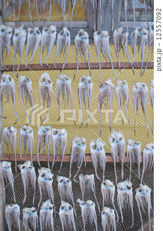 イカげそ 12557092