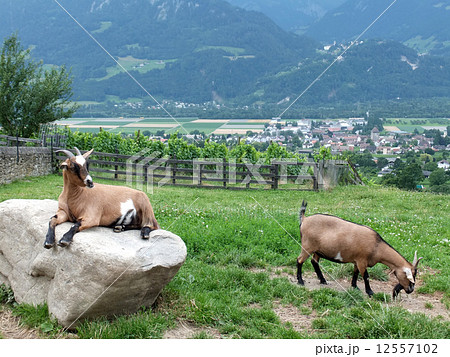 ヤギ　スイス 12557102