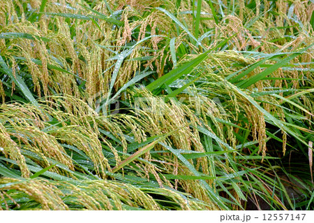倒れる稲穂 倒れる稲穂 12557147